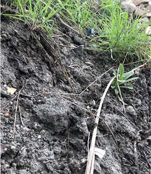 Bagger beim Erdaushub